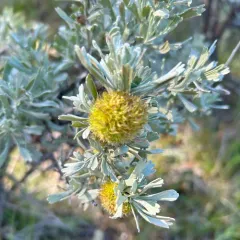 sagebrush medusa gall midge thumbnail 3