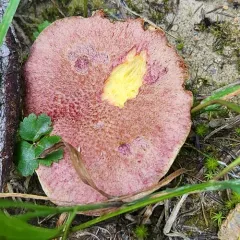 Rosy Larch Bolete thumbnail 3
