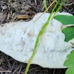 Sweetgrass Tooth thumbnail 2