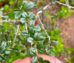 Darwin's Barberry thumbnail 4