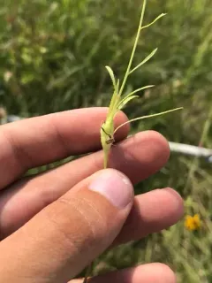 Neolasioptera erigerontis thumbnail 1