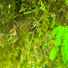 Oregon spikemoss thumbnail 4