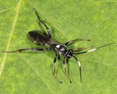 Asthenolabus scutellatus thumbnail 3