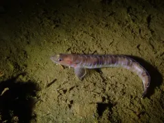 Bluebarred Prickleback thumbnail 3