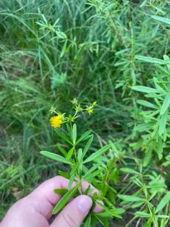 bushy St. John's Wort thumbnail 4