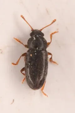 Telmatophilus americanus thumbnail 1