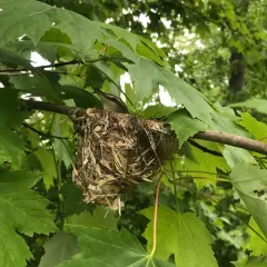 Red-eyed Vireo thumbnail 3