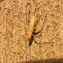Western Tree Cricket thumbnail 4