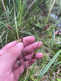 Walter's Sedge thumbnail 1