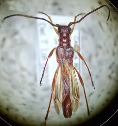 Necydalis laevicollis thumbnail 3
