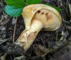 Leathery-veiled Bolete thumbnail 3