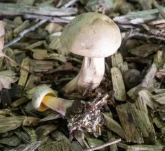 Caloboletus inedulis thumbnail 3