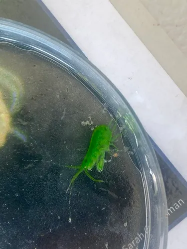 Sea Lettuce Sea Flea