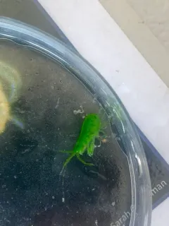 Sea Lettuce Sea Flea thumbnail 1