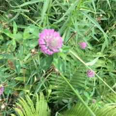 Red Clover thumbnail 5