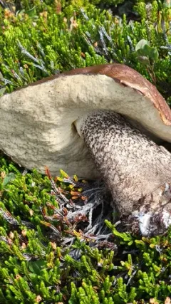 Leccinum fibrillosum thumbnail 3
