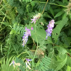 tufted vetch thumbnail 5