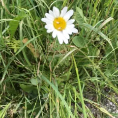 oxeye daisy thumbnail 4