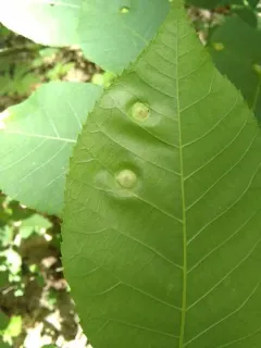 Phylloxera deplanata thumbnail 2