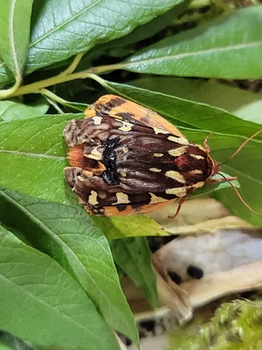 Lapland Tiger Moth