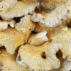 Polypus dispansus thumbnail 4
