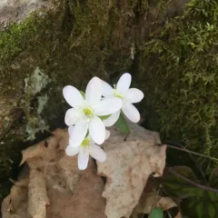 sharp-lobed hepatica thumbnail 4