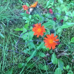 orange hawkweed thumbnail 5