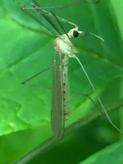 Nephrotoma gnata thumbnail 3