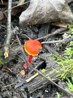 shadowed waxcap thumbnail 4