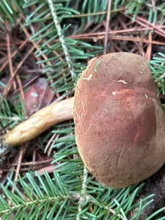 rusty bolete thumbnail 2