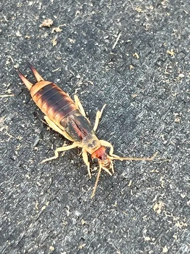 Shore Earwig