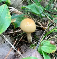 Sour Cap Suillus thumbnail 4