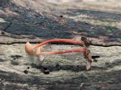 hairy-stalked collybia thumbnail 4