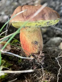Boletus billieae thumbnail 3