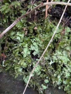 Bigelow's Porotrichum Moss thumbnail 4