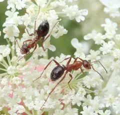 Uncertain Field Ant thumbnail 4