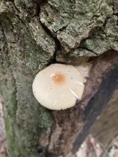 Poplar Fieldcap thumbnail 3