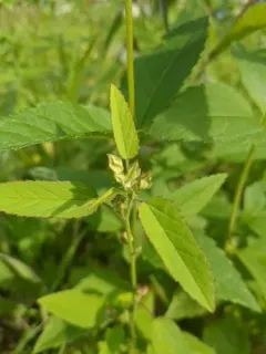 prickly fanpetals thumbnail 3