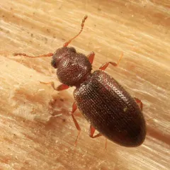 Serrated Minute Scavenger Beetle thumbnail 2
