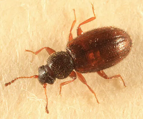 Corticaria varicolor