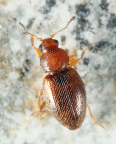 Corticarina cavicollis