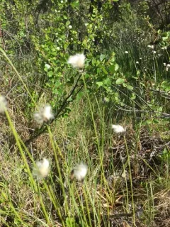 short-anther cottongrass thumbnail 2