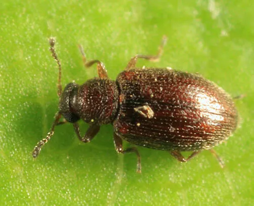 Cortinicara gibbosa
