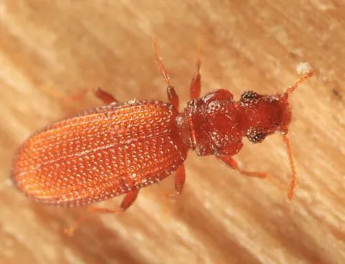 Common Plaster Beetle