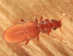 Common Plaster Beetle thumbnail 1
