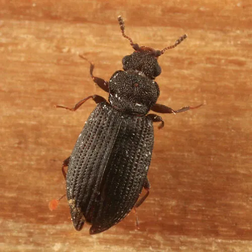 Enicmus aterrimus
