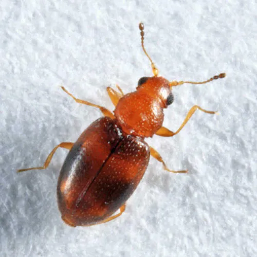Melanophthalma picta