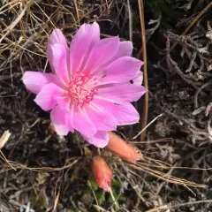 Bitterroot thumbnail 3