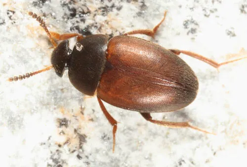 Catops americanus