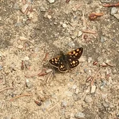 Arctic Skipper thumbnail 3